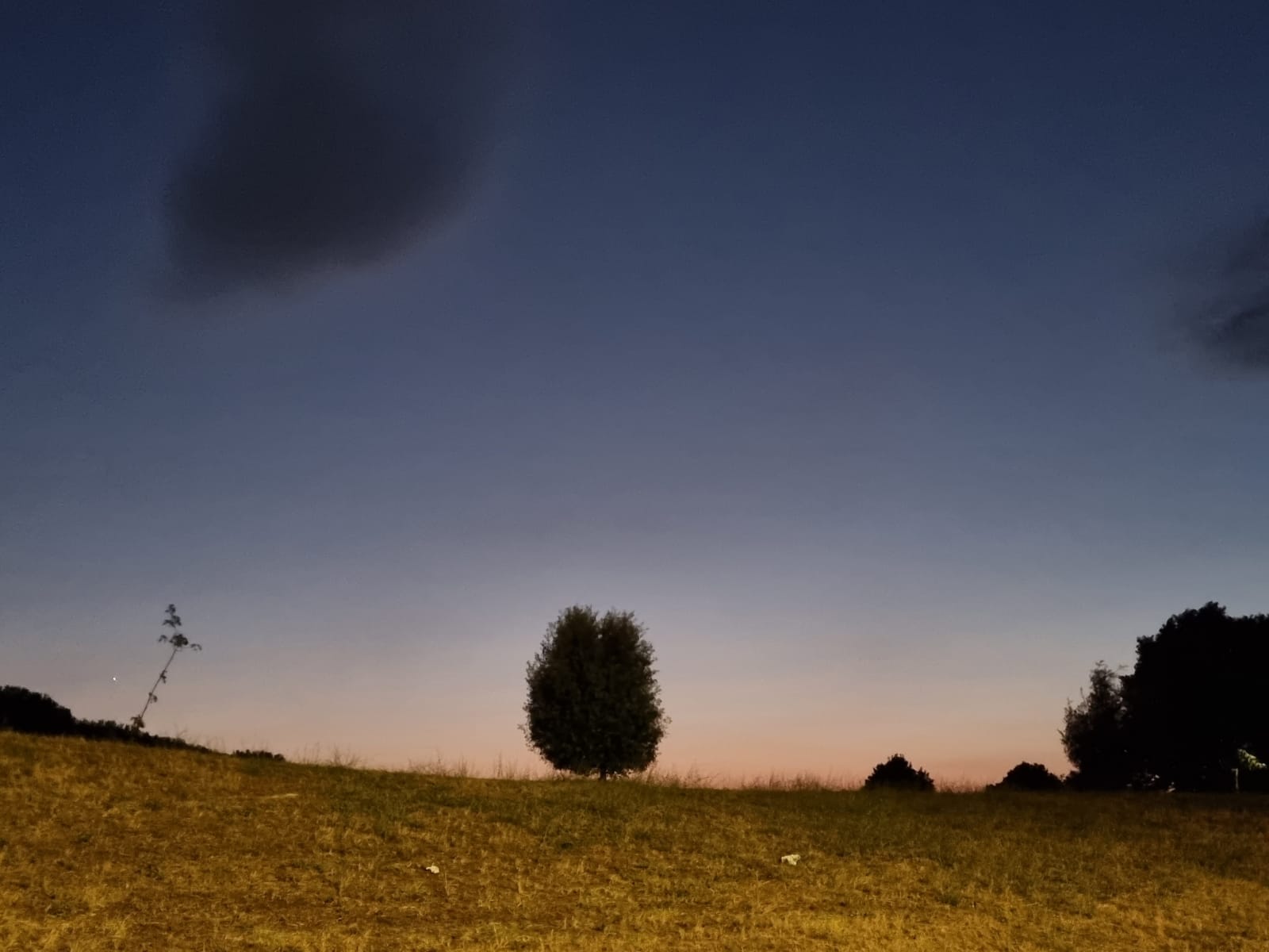 Lezione di Vita dall'Albero