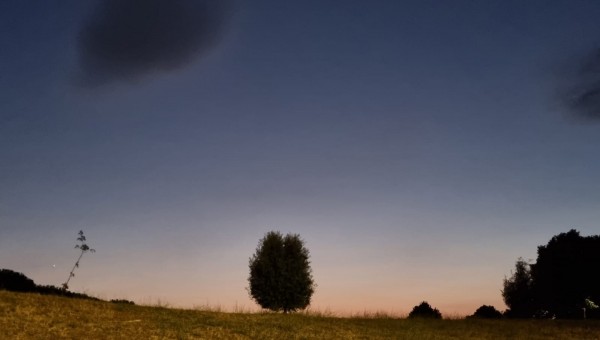 Lezione di Vita dall'Albero