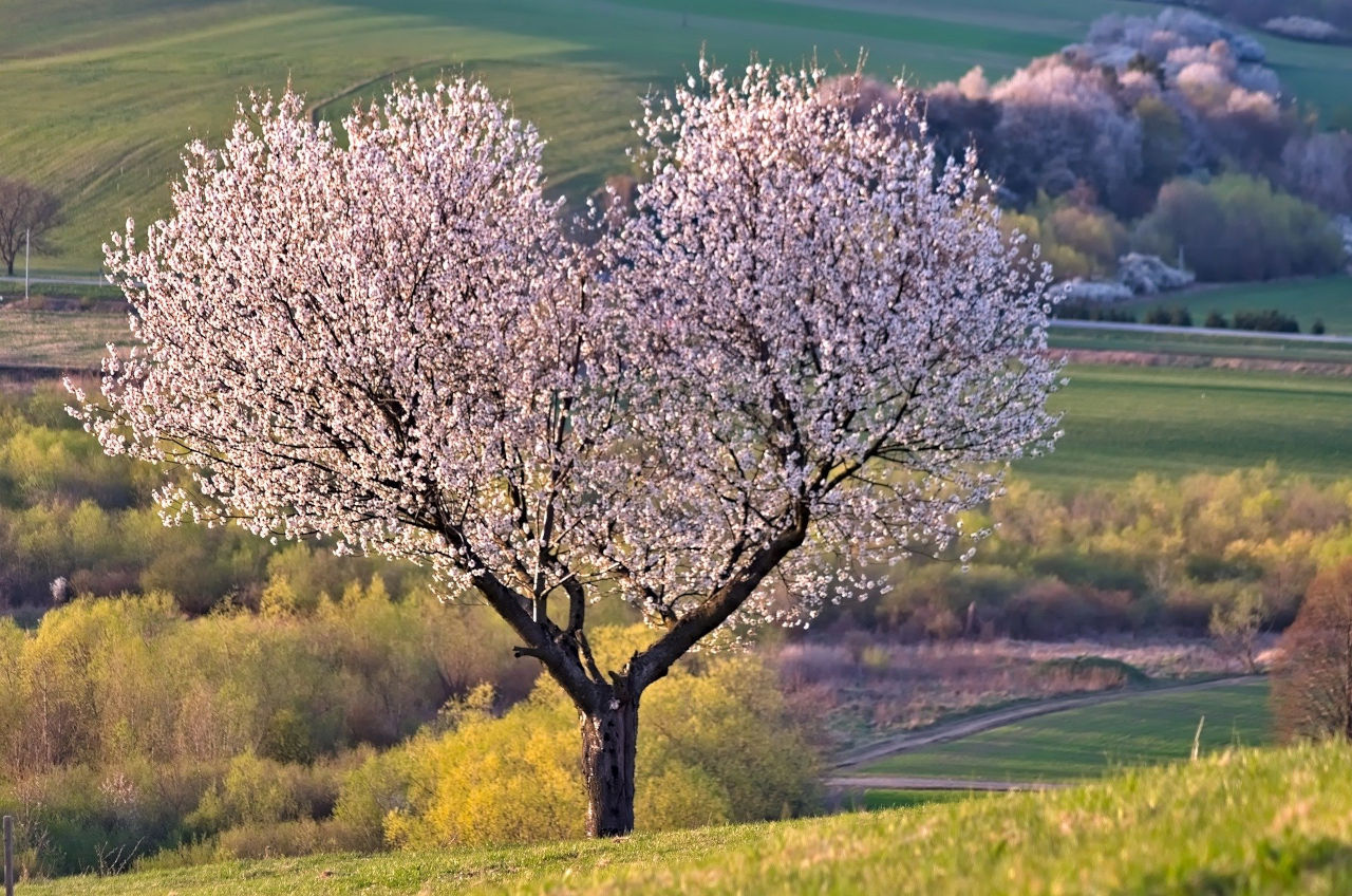 immagine di copertiona